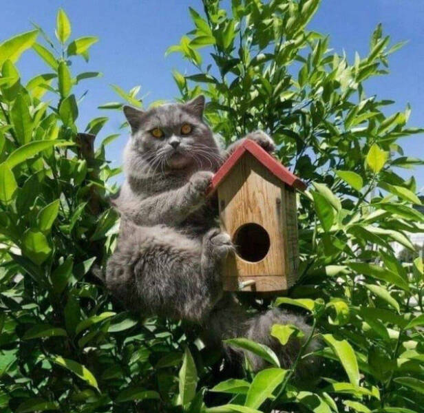 Purrfectly Hilarious Cat Moments Purrfectly Hilarious Cat Moments