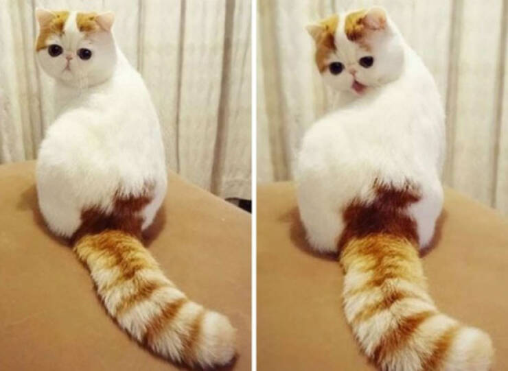 Purrfectly Hilarious Cat Moments Purrfectly Hilarious Cat Moments