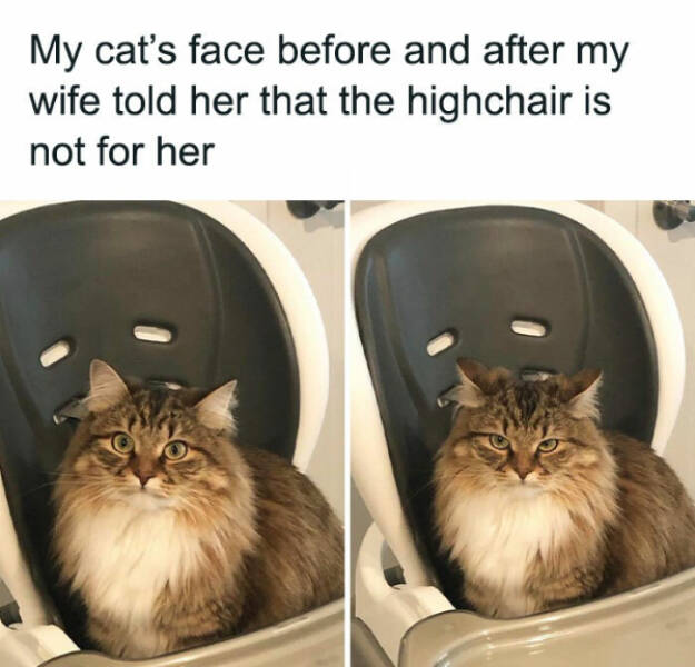 Purrfectly Hilarious Cat Moments Purrfectly Hilarious Cat Moments