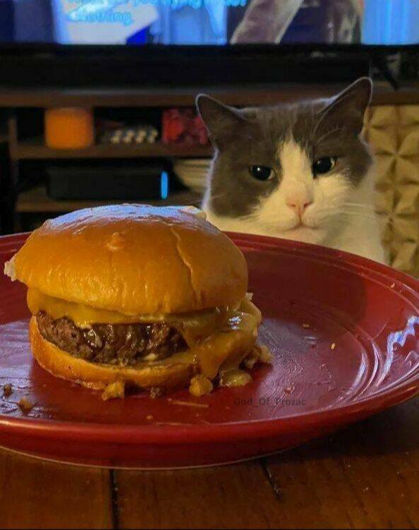 Purrfectly Hilarious Cat Moments