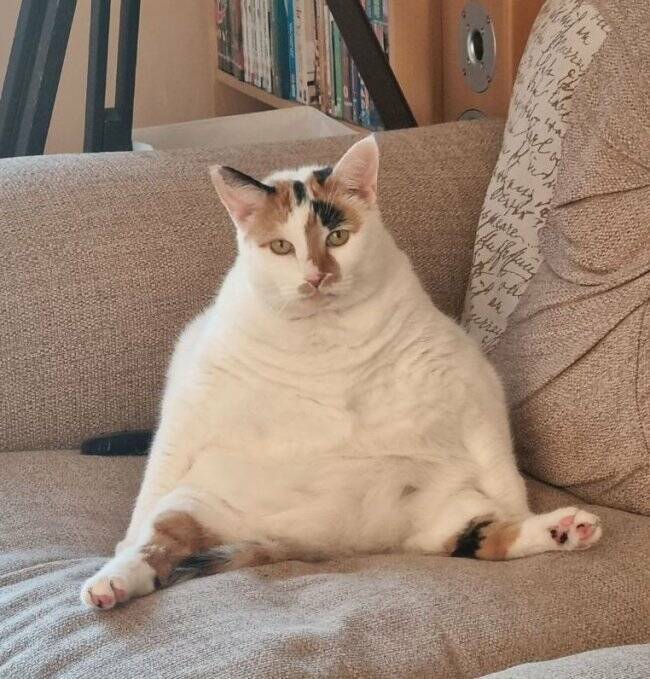 Purrfectly Hilarious Cat Moments