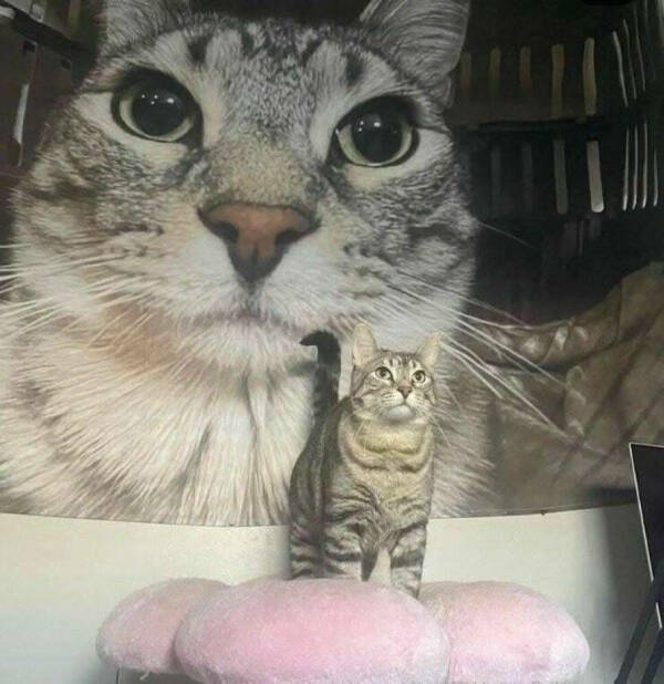 Purrfectly Hilarious Cat Moments