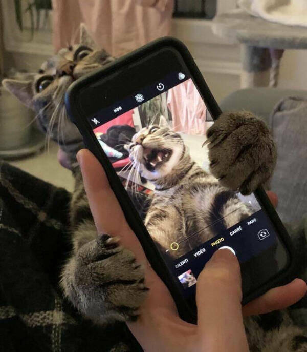 Purrfectly Hilarious Cat Moments