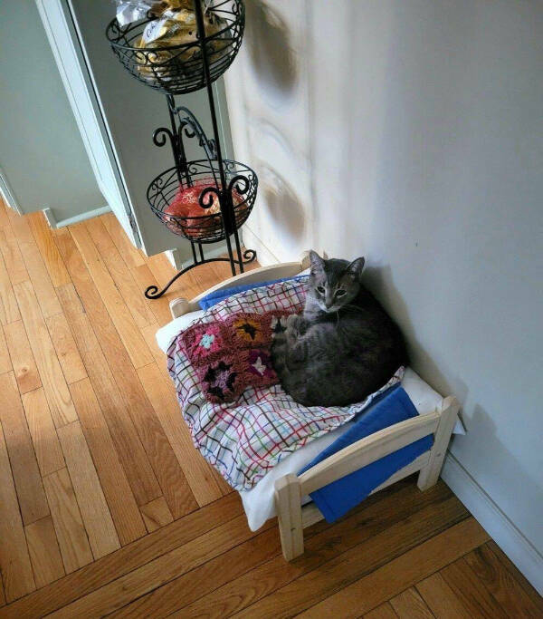 Purrfectly Hilarious Cat Moments