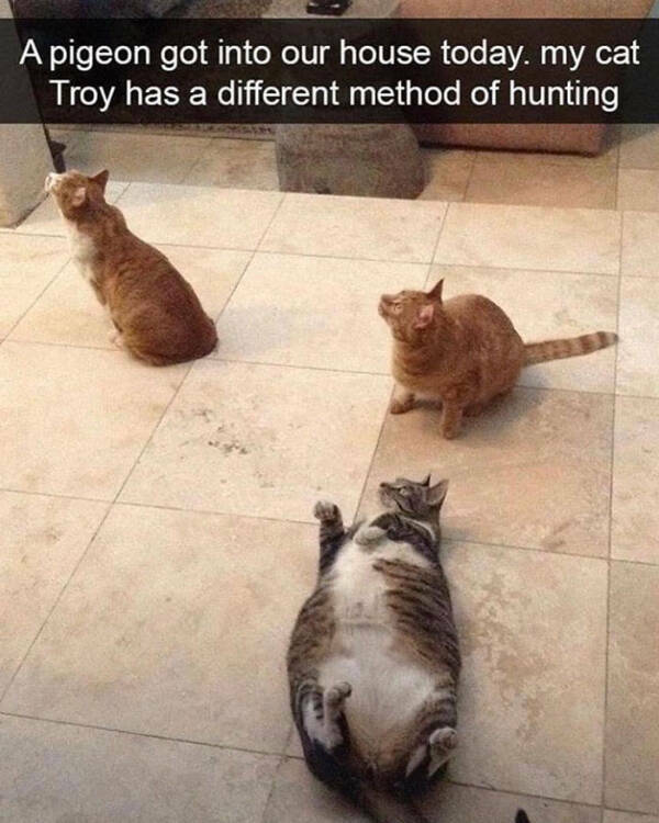 Purrfectly Hilarious Cat Moments Purrfectly Hilarious Cat Moments