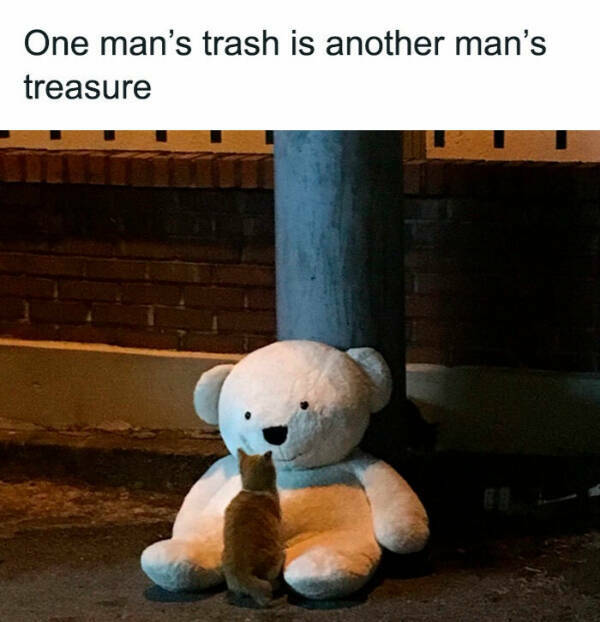 Purrfectly Hilarious Cat Moments Purrfectly Hilarious Cat Moments