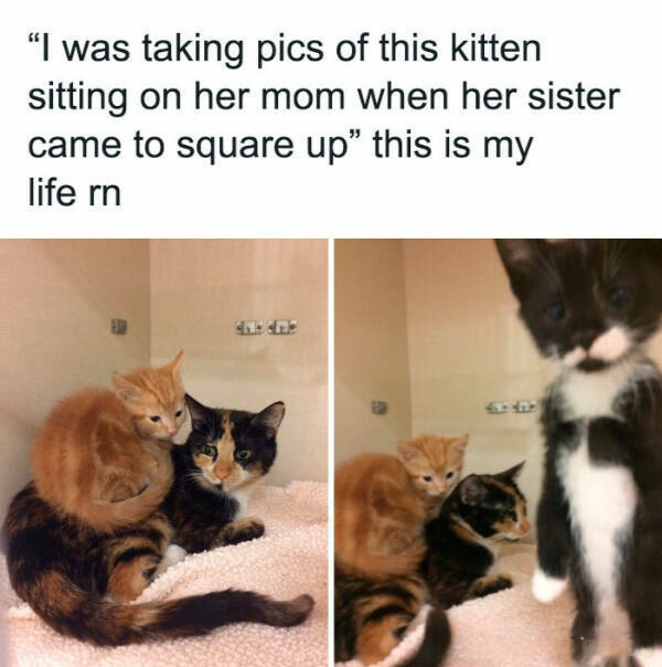 Purrfectly Hilarious Cat Moments Purrfectly Hilarious Cat Moments