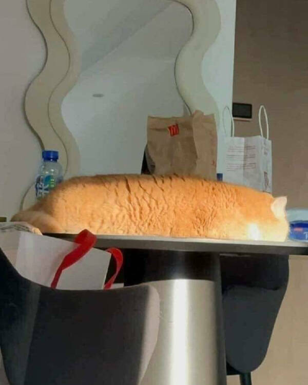 Purrfectly Hilarious Cat Moments Purrfectly Hilarious Cat Moments