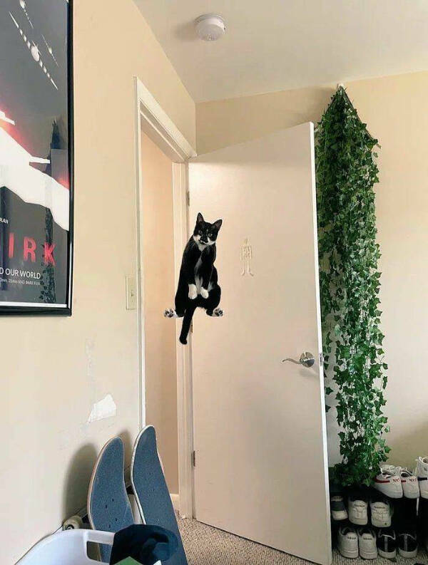 Purrfectly Hilarious Cat Moments Purrfectly Hilarious Cat Moments