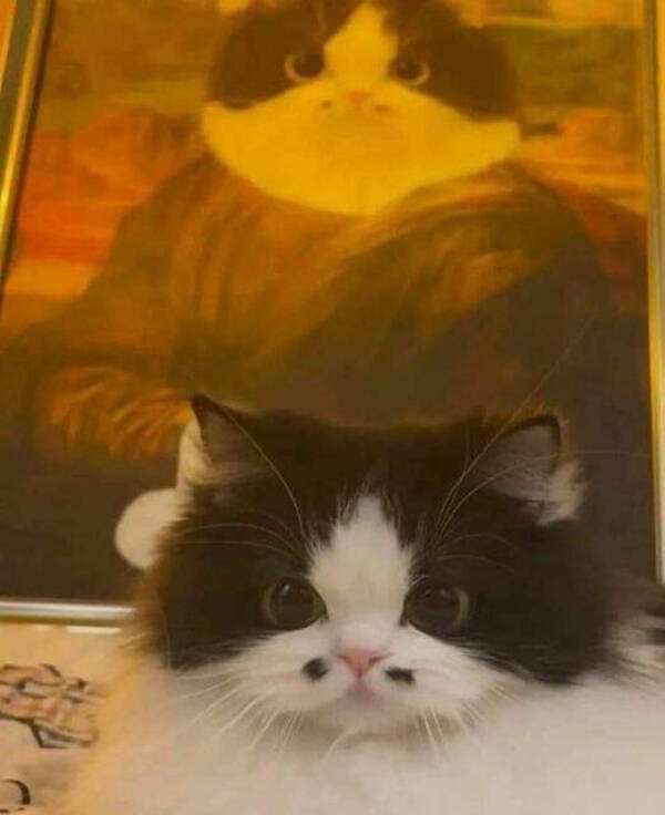 Purrfectly Hilarious Cat Moments Purrfectly Hilarious Cat Moments