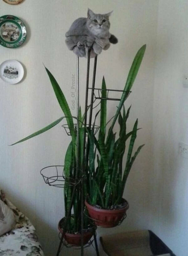 Purrfectly Hilarious Cat Moments Purrfectly Hilarious Cat Moments