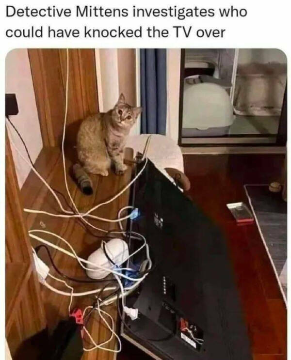 Purrfectly Hilarious Cat Moments Purrfectly Hilarious Cat Moments