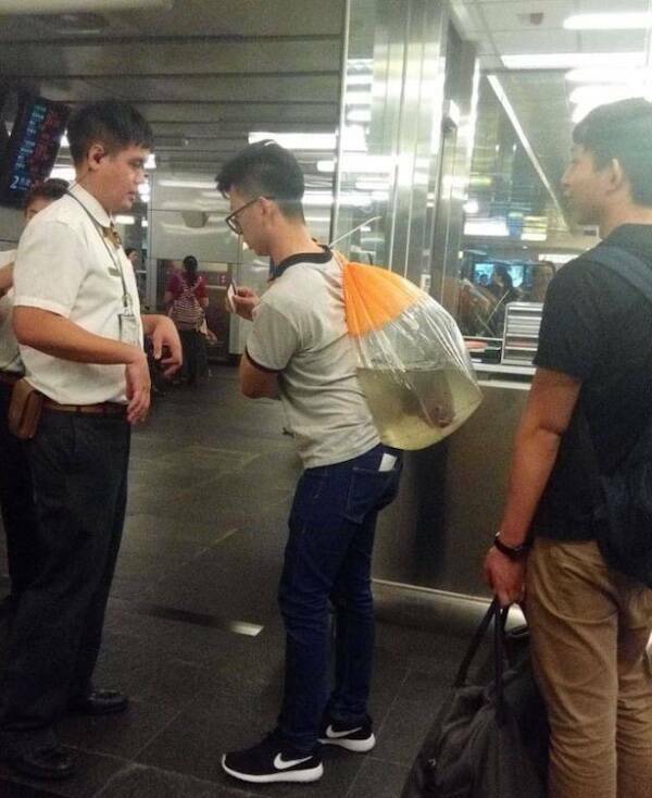 The Wild World Of Subways The Wild World Of Subways