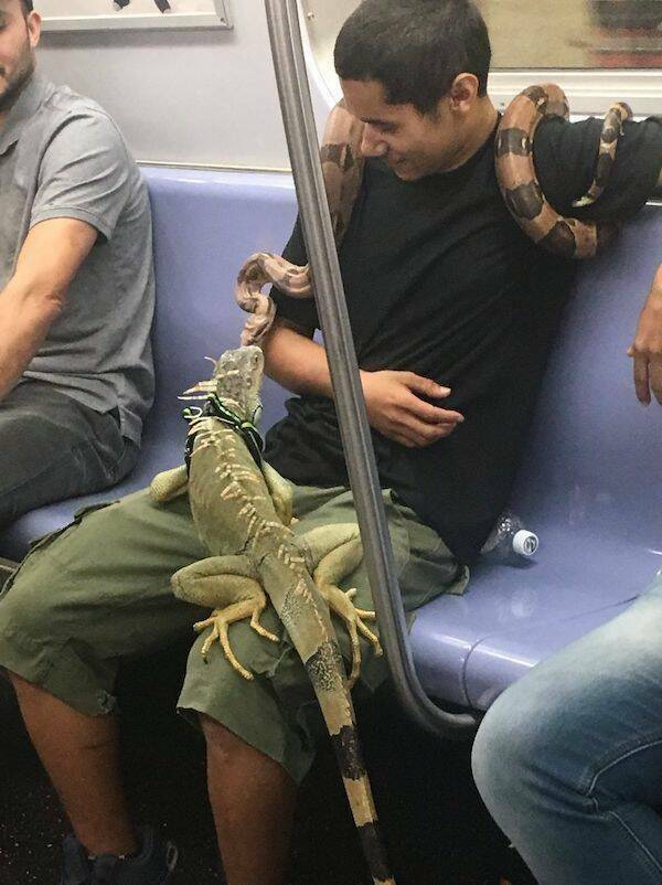 The Wild World Of Subways The Wild World Of Subways