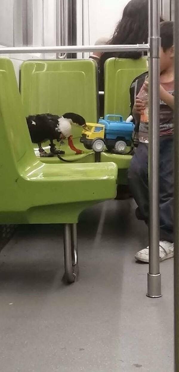 The Wild World Of Subways The Wild World Of Subways