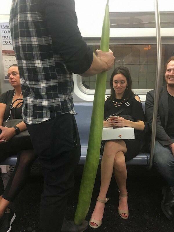 The Wild World Of Subways The Wild World Of Subways