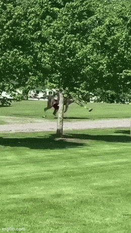 Animals Just Out Here Being Ridiculously Hilarious