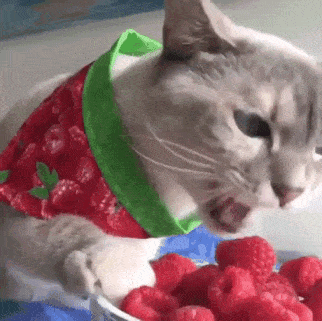 Daily Gifdump [WEEKEND EDITION]