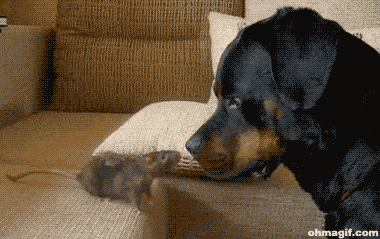 Daily Gifdump [WEEKEND EDITION]