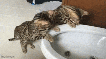 Daily Gifdump [WEEKEND EDITION]