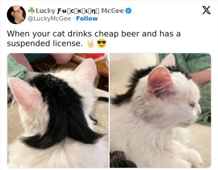 A Tribute To Men’s Humor