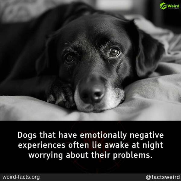 Bizarre Facts That Slipped Through History’s Cracks Bizarre Facts That Slipped Through History’s Cracks