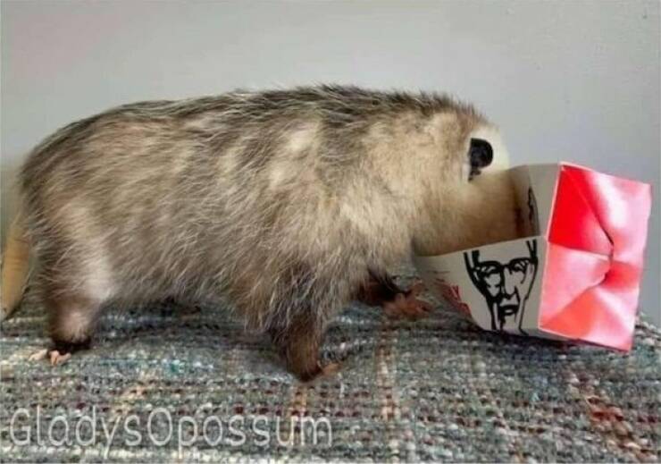 Daily Picdump Daily Picdump