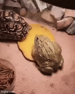 Daily Gifdump Daily Gifdump