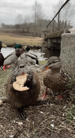 Daily Gifdump Daily Gifdump