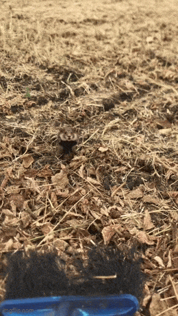 Daily Gifdump Daily Gifdump