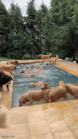 Daily Gifdump Daily Gifdump