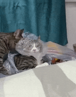 Daily Gifdump Daily Gifdump