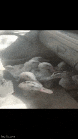 Daily Gifdump Daily Gifdump