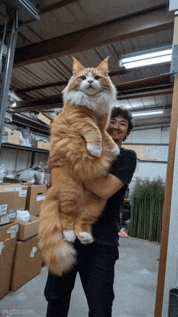 Daily Gifdump Daily Gifdump