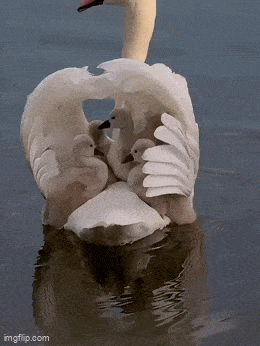 Daily Gifdump Daily Gifdump