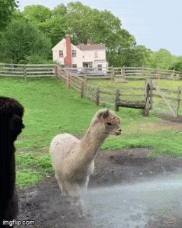 Daily Gifdump Daily Gifdump