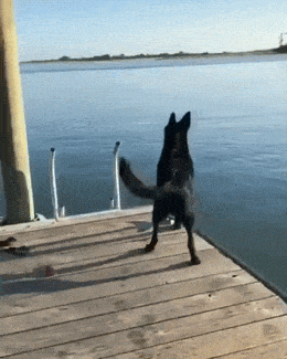 Daily Gifdump Daily Gifdump