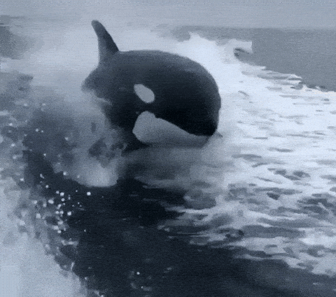 Unbelievable Orca Facts That Dethrone Great Whites