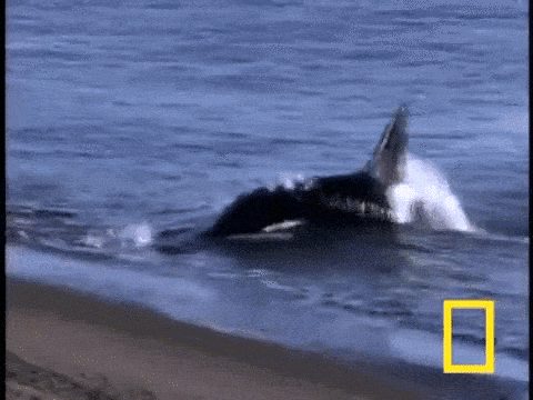 Unbelievable Orca Facts That Dethrone Great Whites