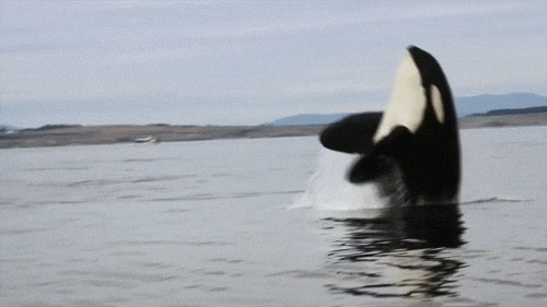 Unbelievable Orca Facts That Dethrone Great Whites