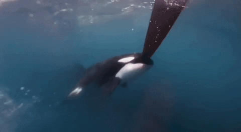 Unbelievable Orca Facts That Dethrone Great Whites