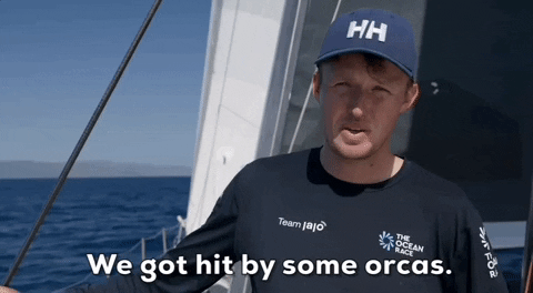 Unbelievable Orca Facts That Dethrone Great Whites