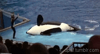 Unbelievable Orca Facts That Dethrone Great Whites