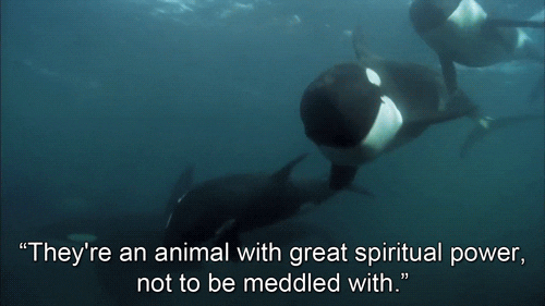 Unbelievable Orca Facts That Dethrone Great Whites