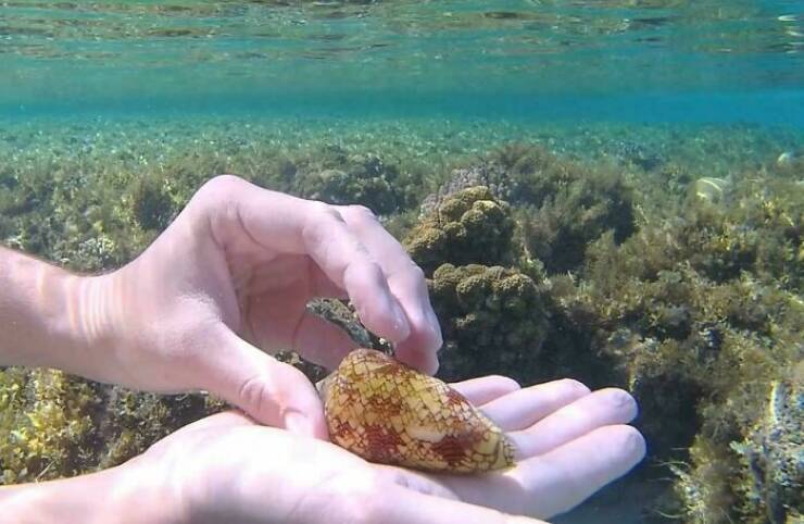 Wild Shots Of Risky Situations