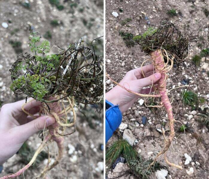 Wild Shots Of Risky Situations