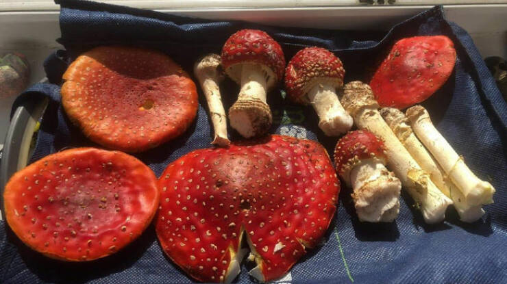 Wild Shots Of Risky Situations