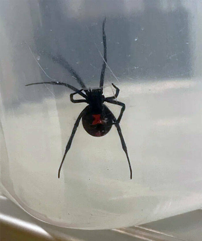 Wild Shots Of Risky Situations