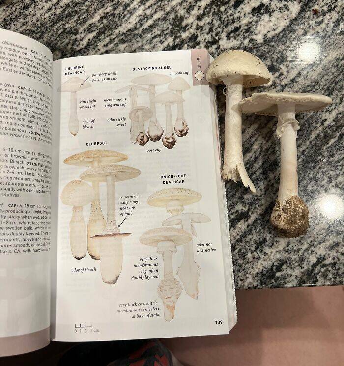 Wild Shots Of Risky Situations