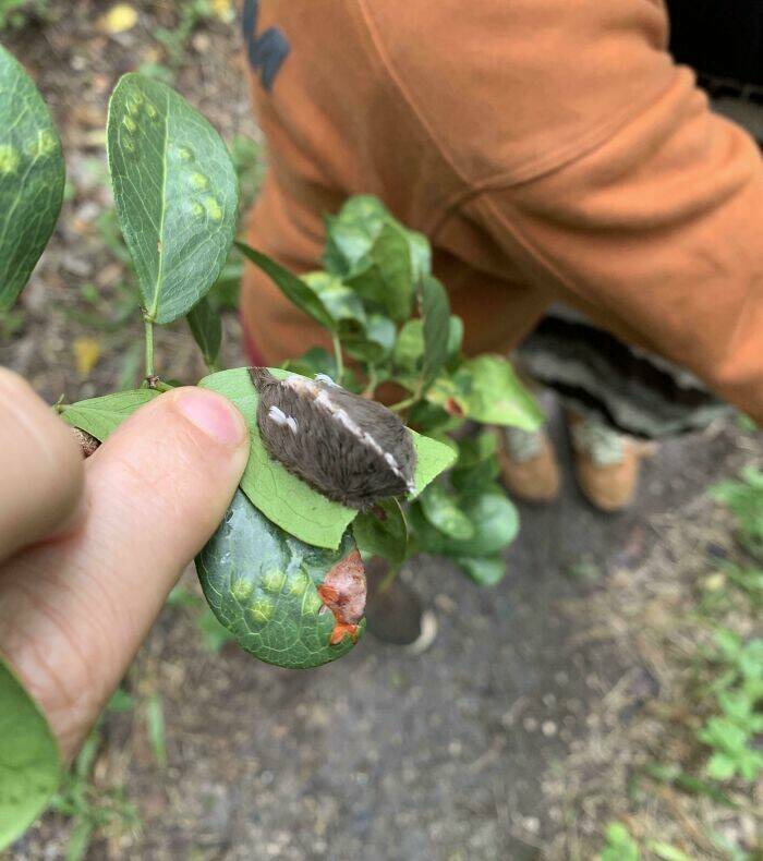 Wild Shots Of Risky Situations